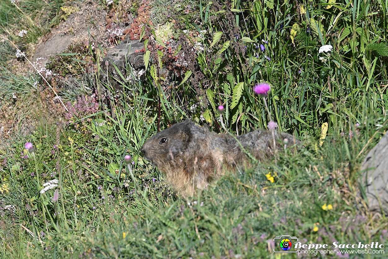 VBS_1 -  Plateau du Mont-Cenise, Grand Croix, Marmotte_-_0043 mt.jpg